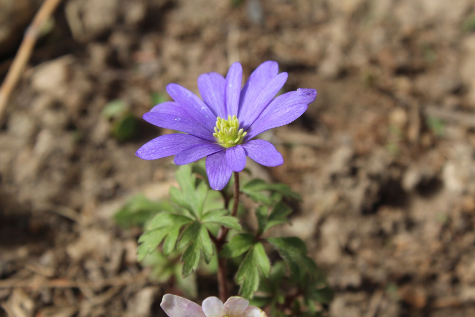 Canon EOS 1200D (EOS Rebel T5 / EOS Kiss X70 / EOS Hi) sample photo. Anemone, purple, white photography