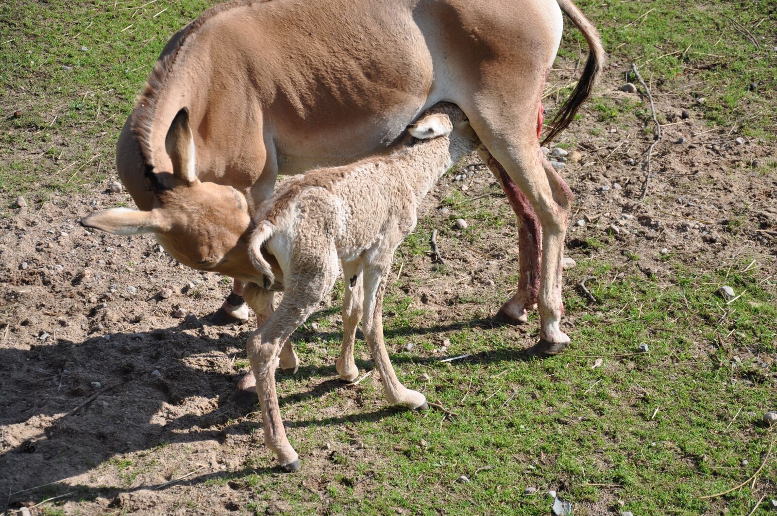 Nikon D90 sample photo. Newborn, hage, foal photography