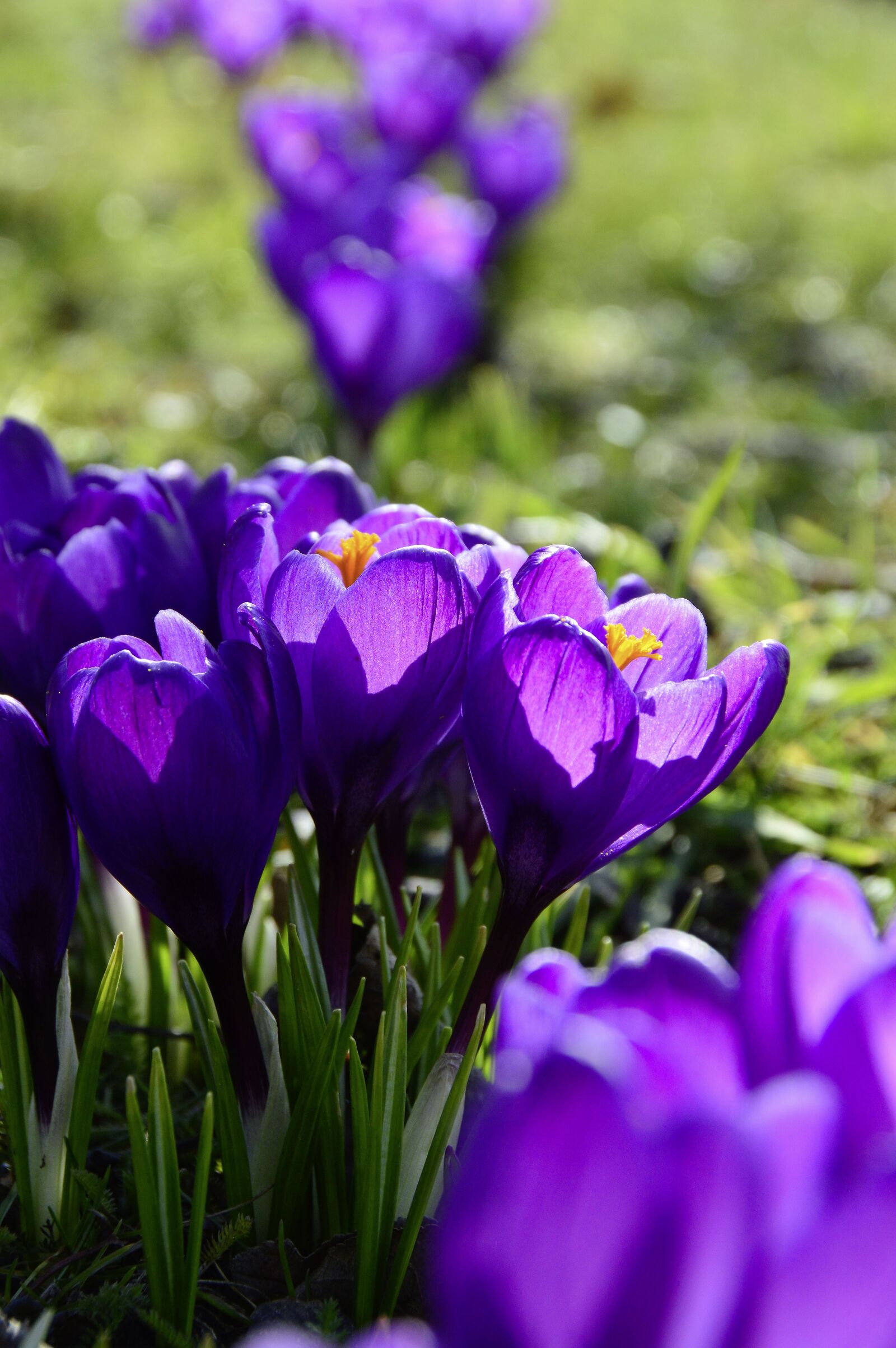Nikon D3200 sample photo. Nature, flower, plant photography