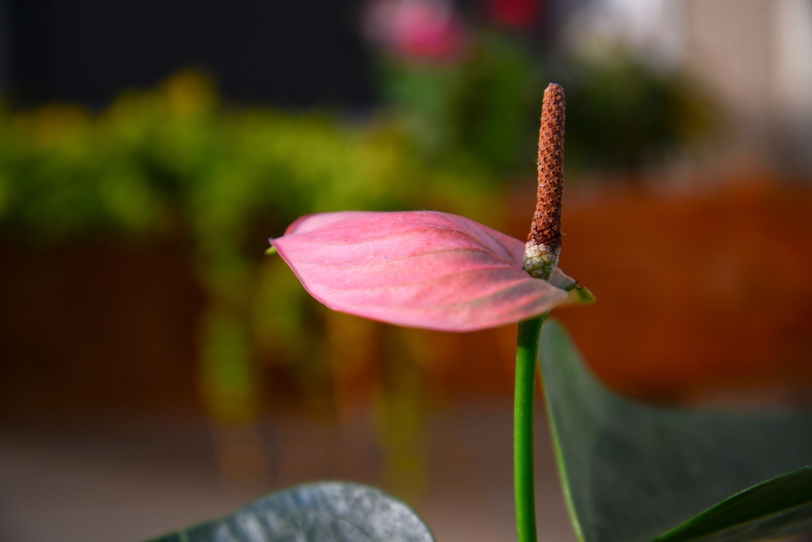 Nikon D600 sample photo. Flower, volcano, nature photography