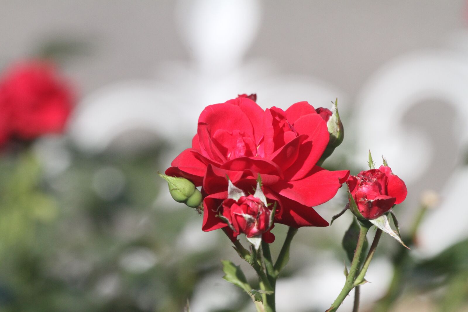 Canon EF 100-400mm F4.5-5.6L IS USM sample photo. Pink, red, flower photography