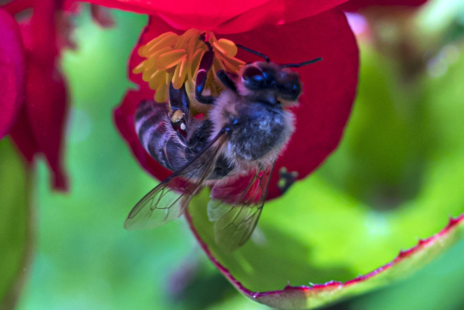 Canon EF 180mm F3.5L Macro USM sample photo. Nature, bee, flower photography