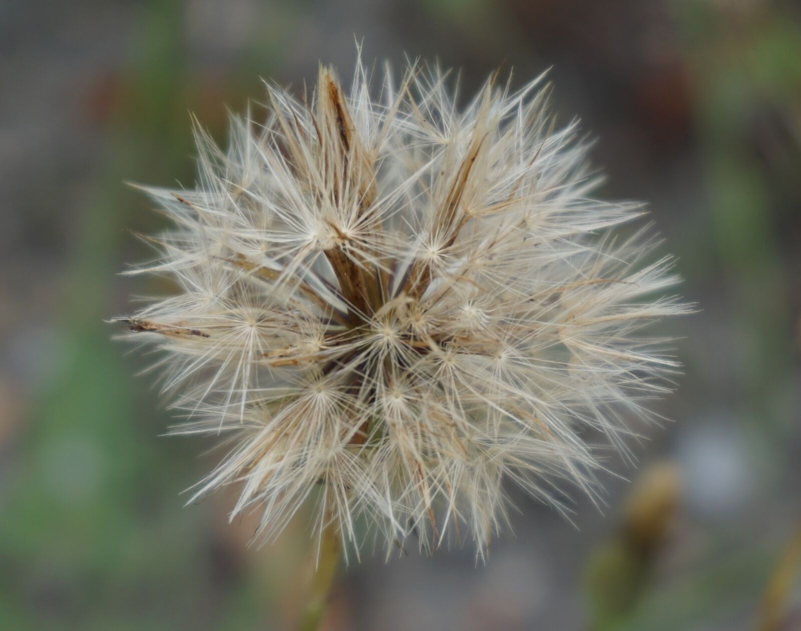 Sony a6000 sample photo. Dandelion, meadow, seeds photography