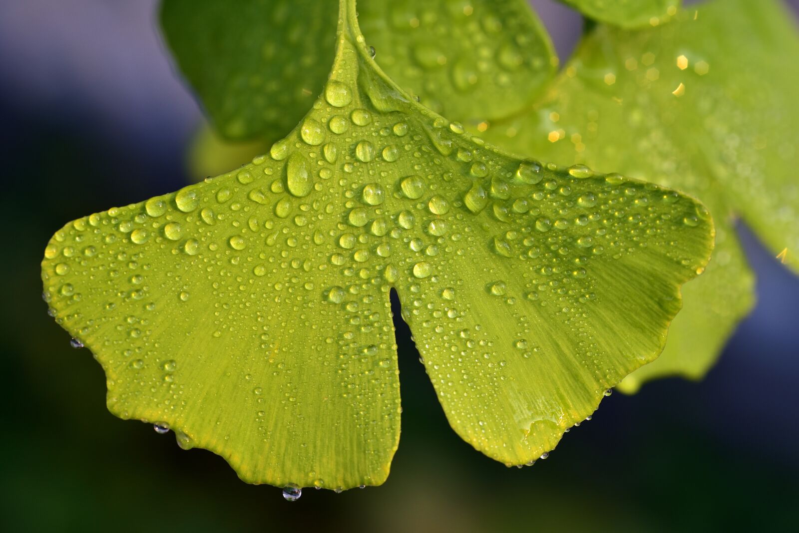 Nikon D750 sample photo. Ginko, leaf, nature photography