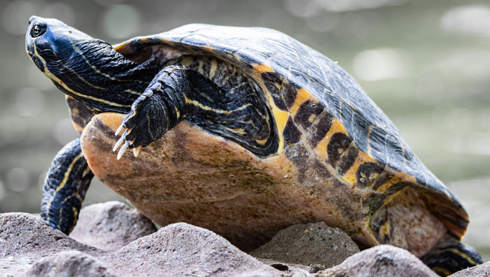 Canon EOS 80D sample photo. Turtle, amphibians, nature photography
