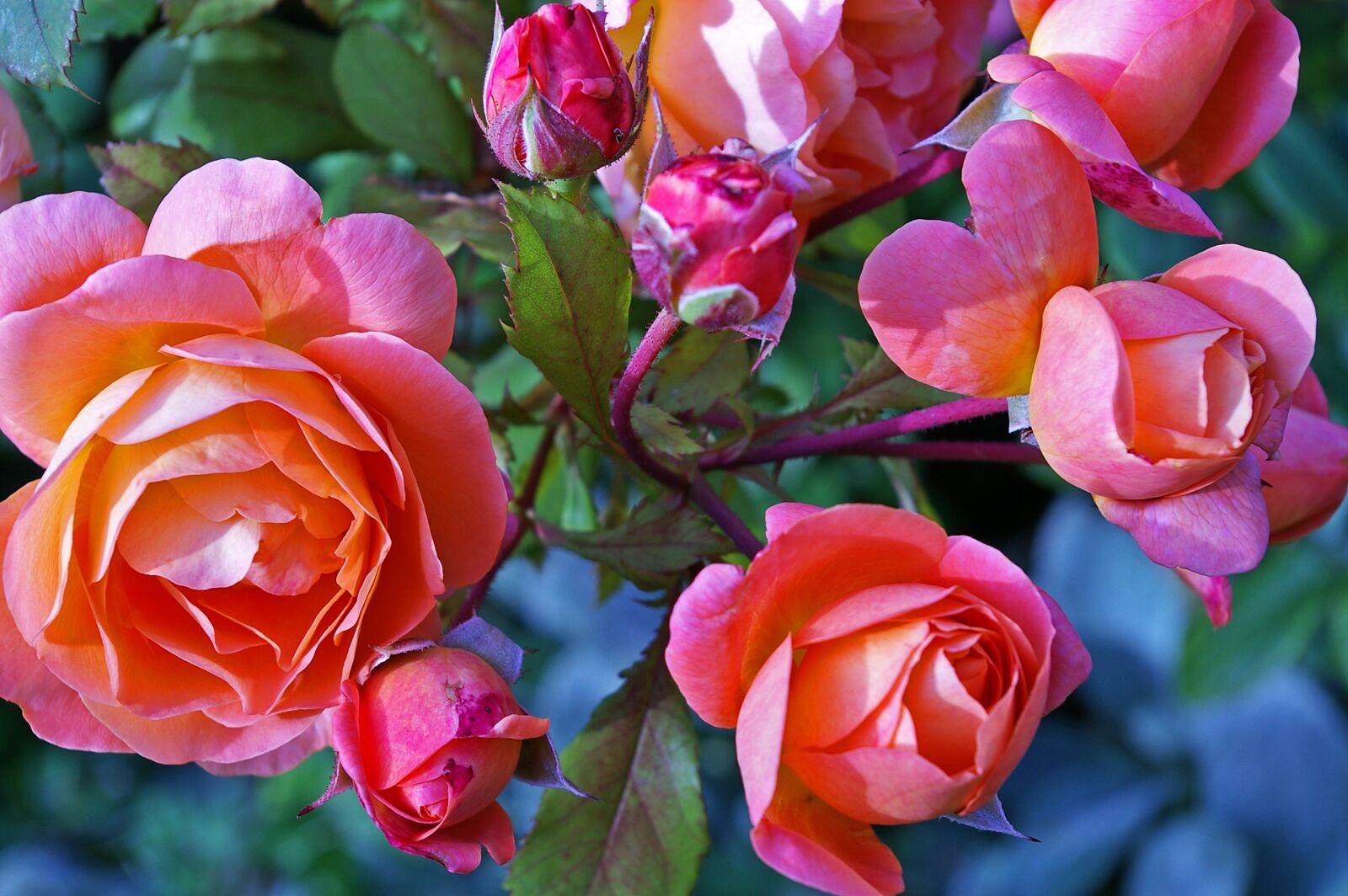 Pentax *ist DL2 sample photo. Roses, garden rose, westerland photography
