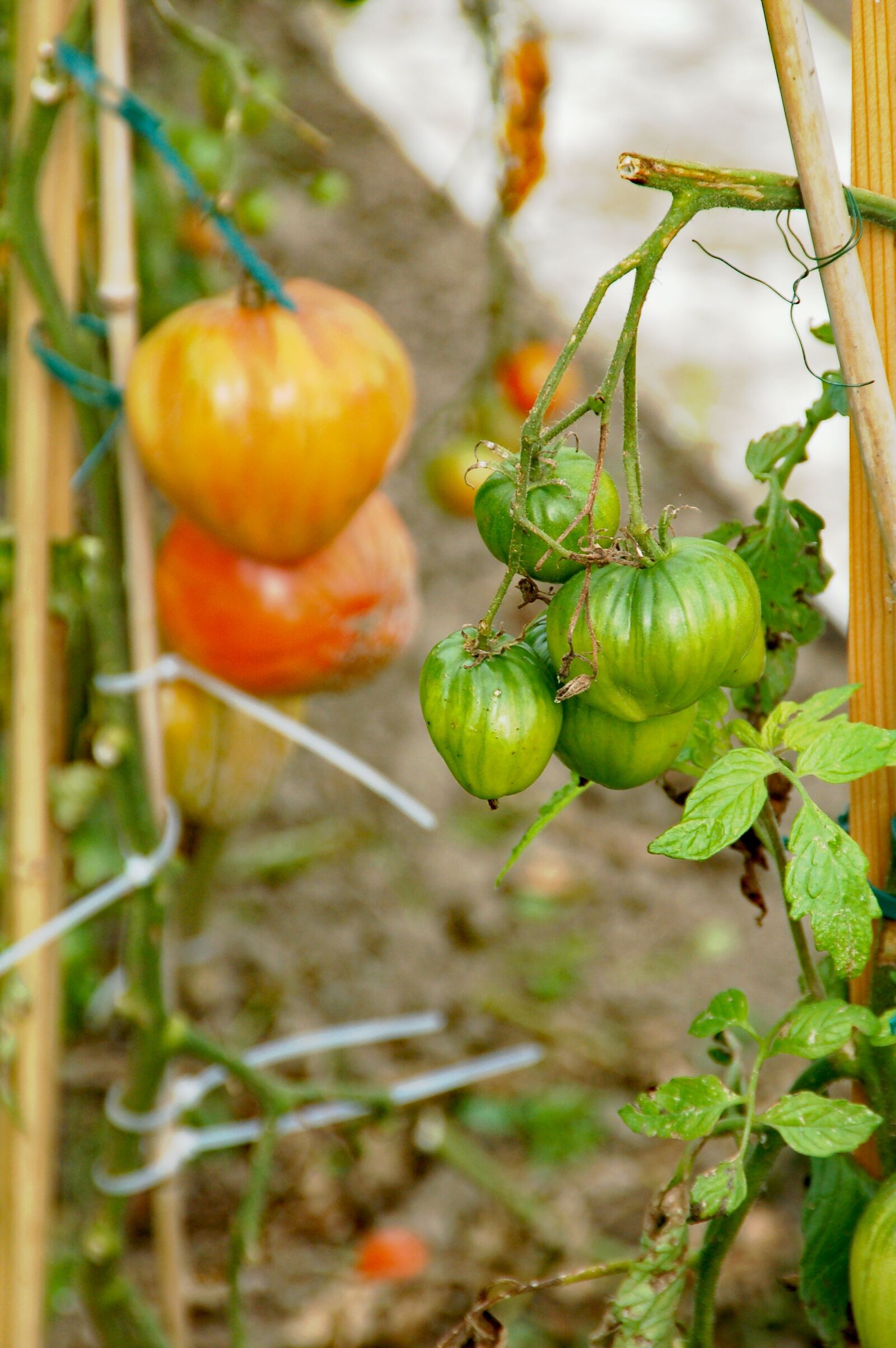 Nikon D50 sample photo. Allotment, tomatoes, growth photography