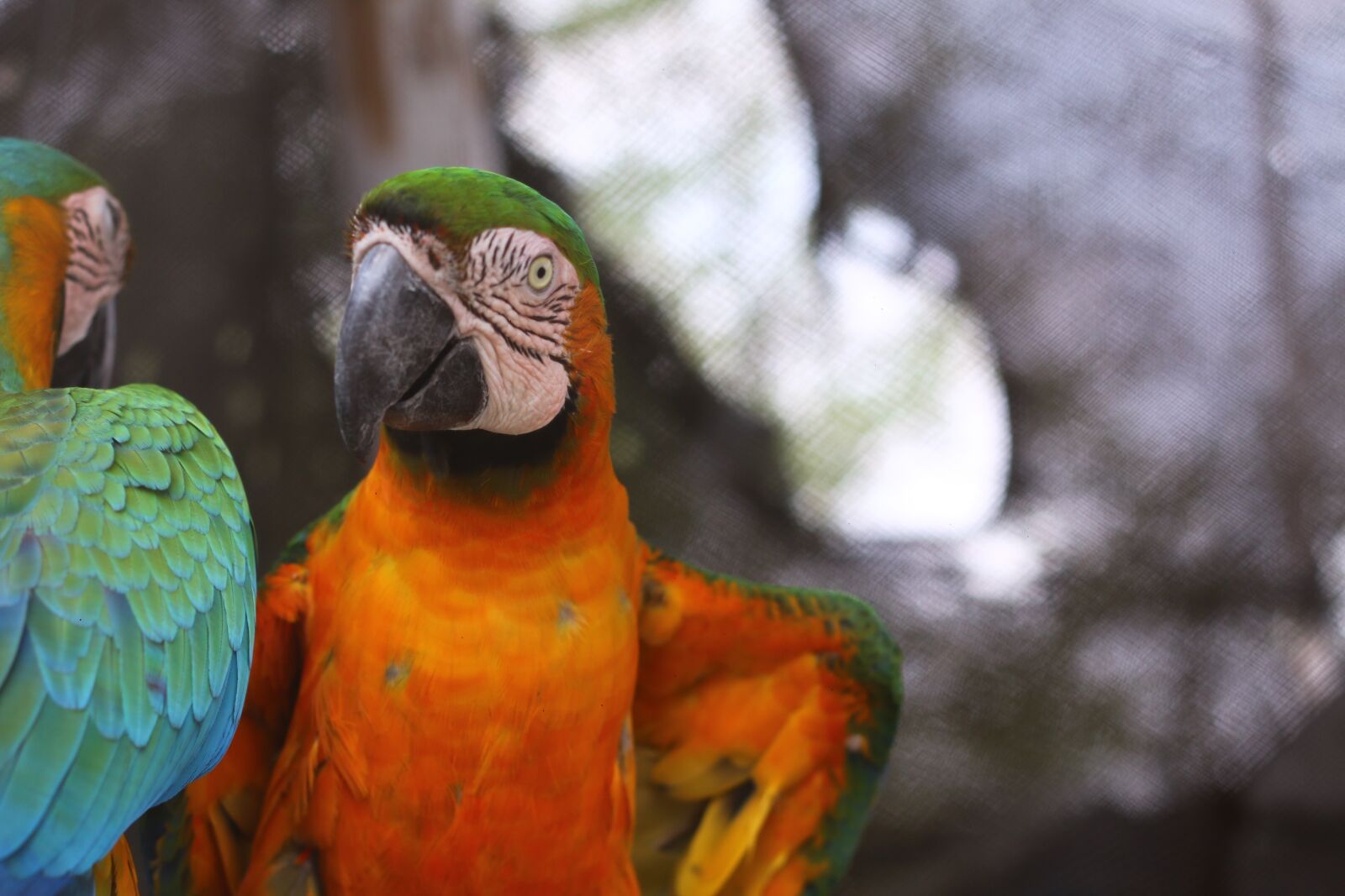 Canon EOS 70D + Canon EF 50mm F1.8 II sample photo. Parrot, animals, tropical photography