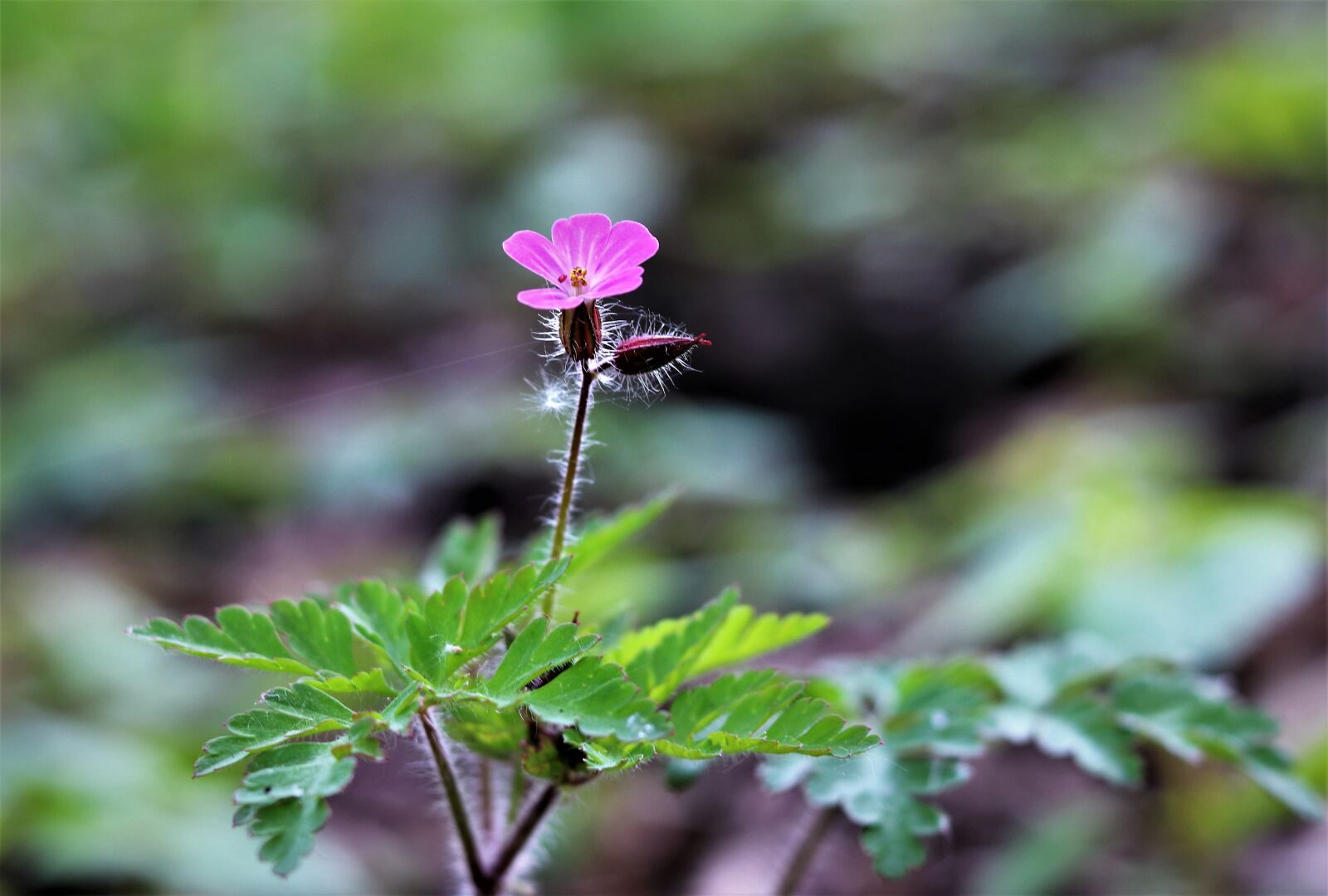 Canon EOS 200D (EOS Rebel SL2 / EOS Kiss X9) + Canon EF 50mm F1.8 STM sample photo. Nature, flower, natural photography