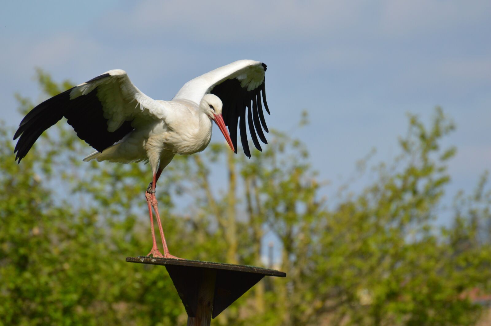 Nikon D3200 sample photo. Stork, flying, landing photography