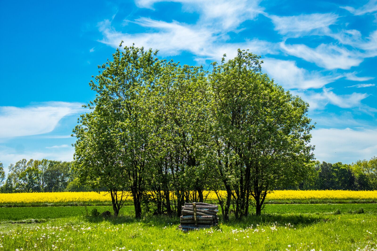Canon EOS 60D sample photo. Field, tree, village photography