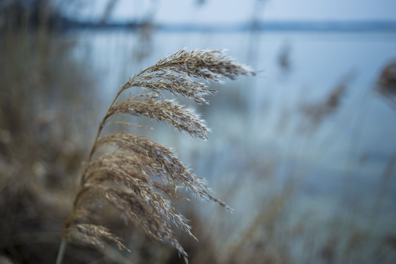 Canon EF 40mm F2.8 STM sample photo. Nature, waters, grass photography