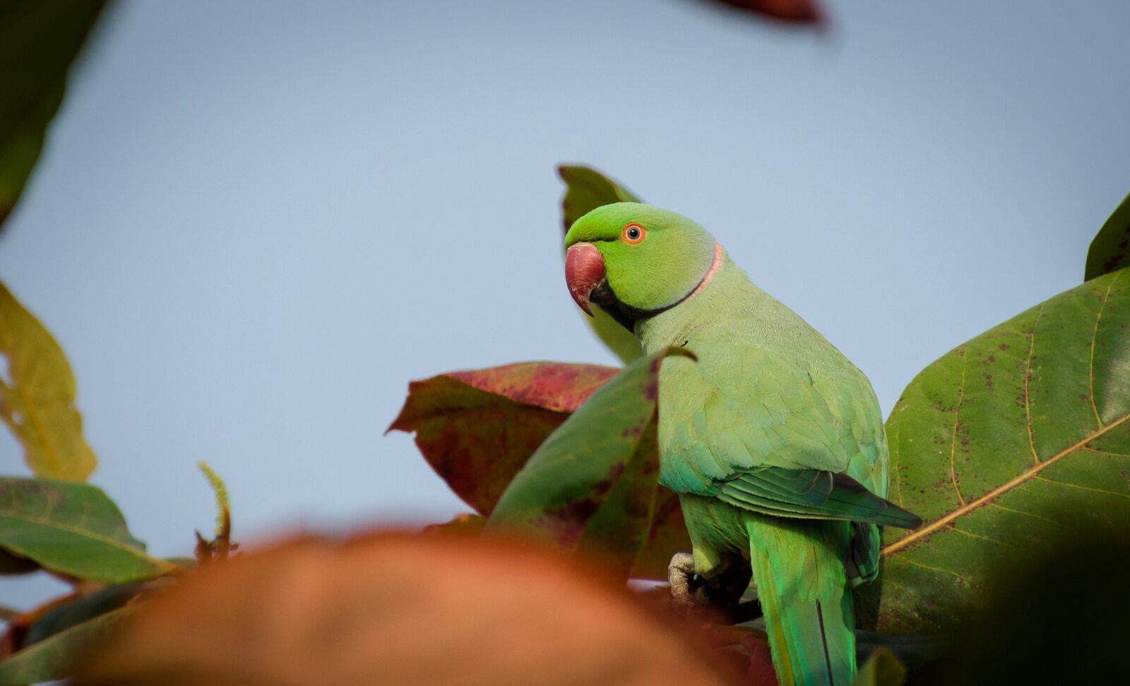 Nikon D7000 sample photo. Parrot, bird, nature photography