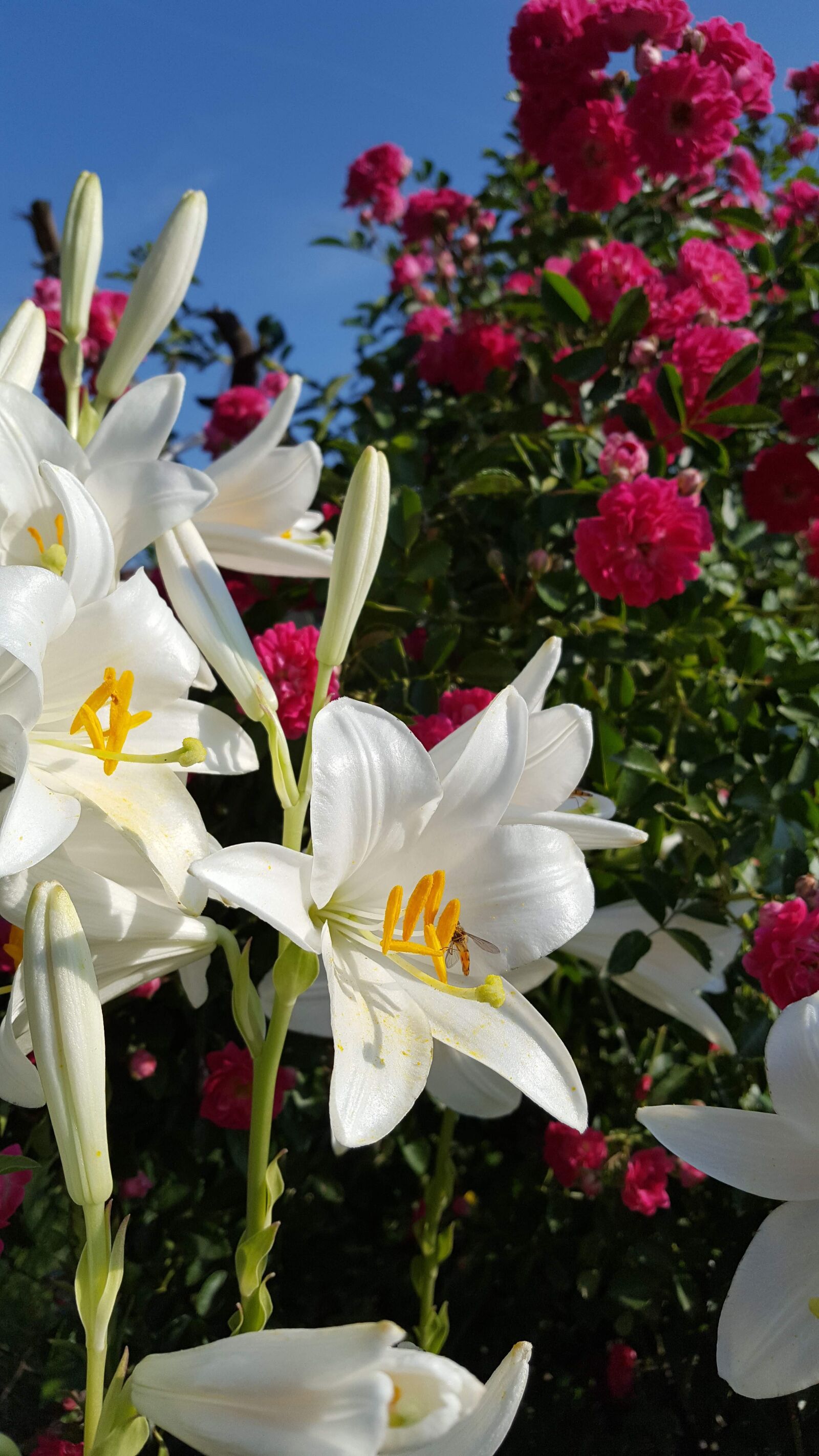 Samsung GALAXY S6 edge sample photo. Flowers, lily, nature photography