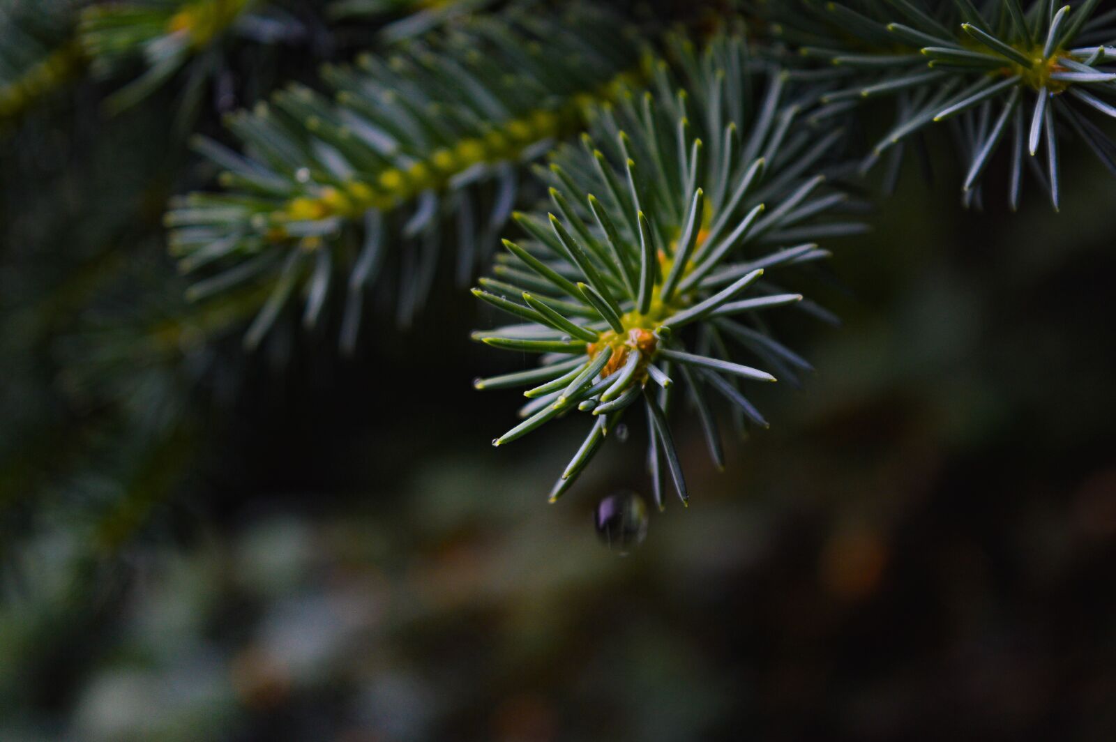 Nikon D3200 sample photo. Wet, nature, drops photography