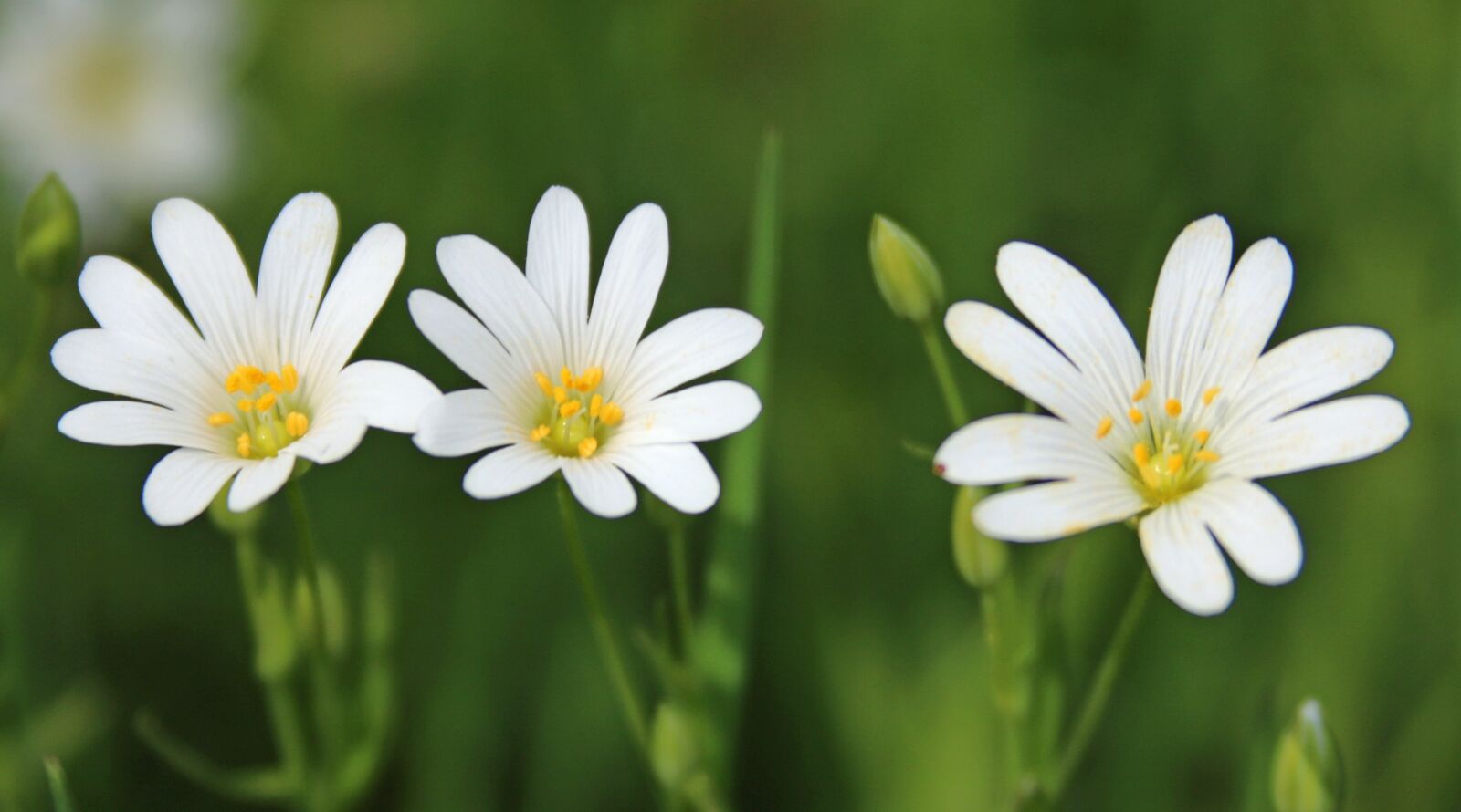 Canon EF 28-135mm F3.5-5.6 IS USM sample photo. Flowers, white, yellow photography