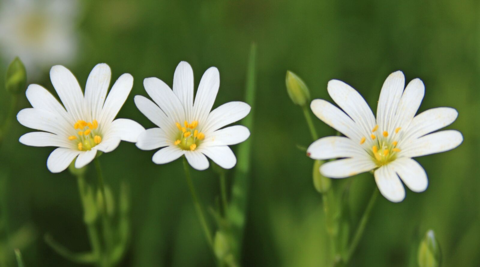 Canon EOS 750D (EOS Rebel T6i / EOS Kiss X8i) + Canon EF 28-135mm F3.5-5.6 IS USM sample photo. Flowers, white, yellow photography