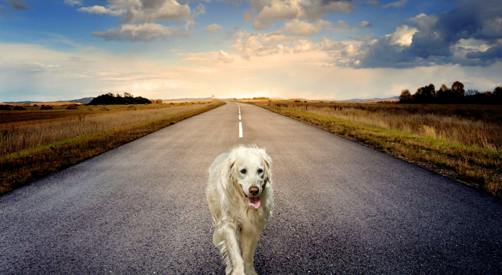 Nikon D5000 sample photo. Dog, animal, road photography