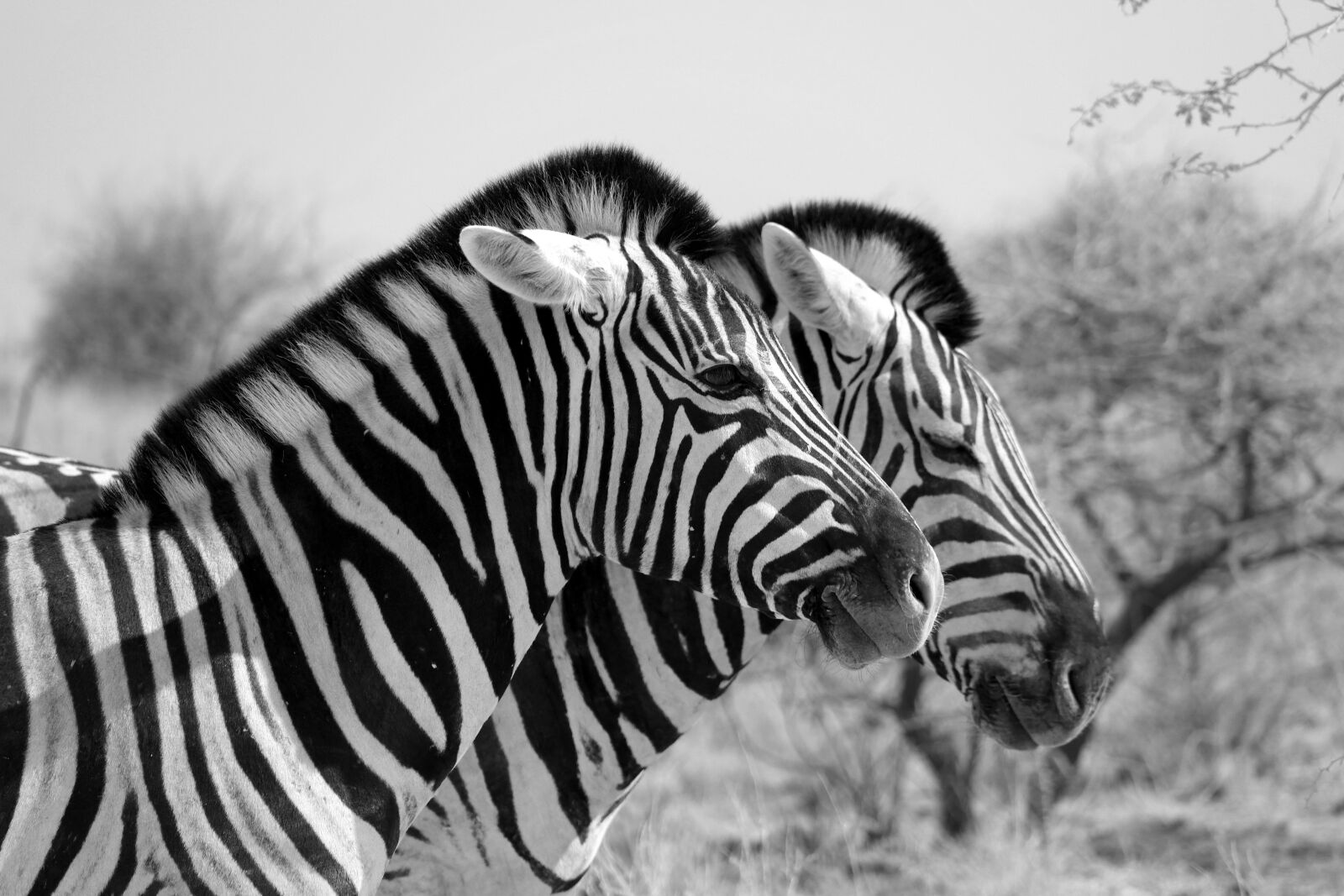 Samsung NX20 sample photo. Zebra, africa, stripes photography