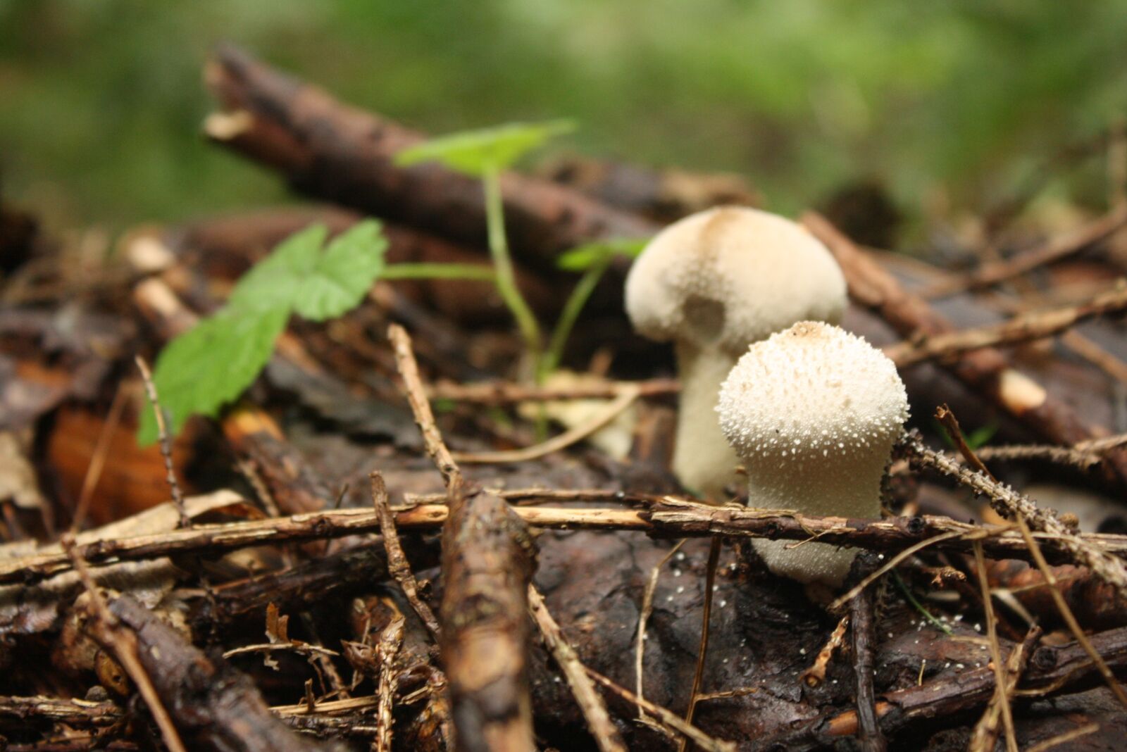 Canon EOS 1000D (EOS Digital Rebel XS / EOS Kiss F) sample photo. Mushroom, fungi, white photography