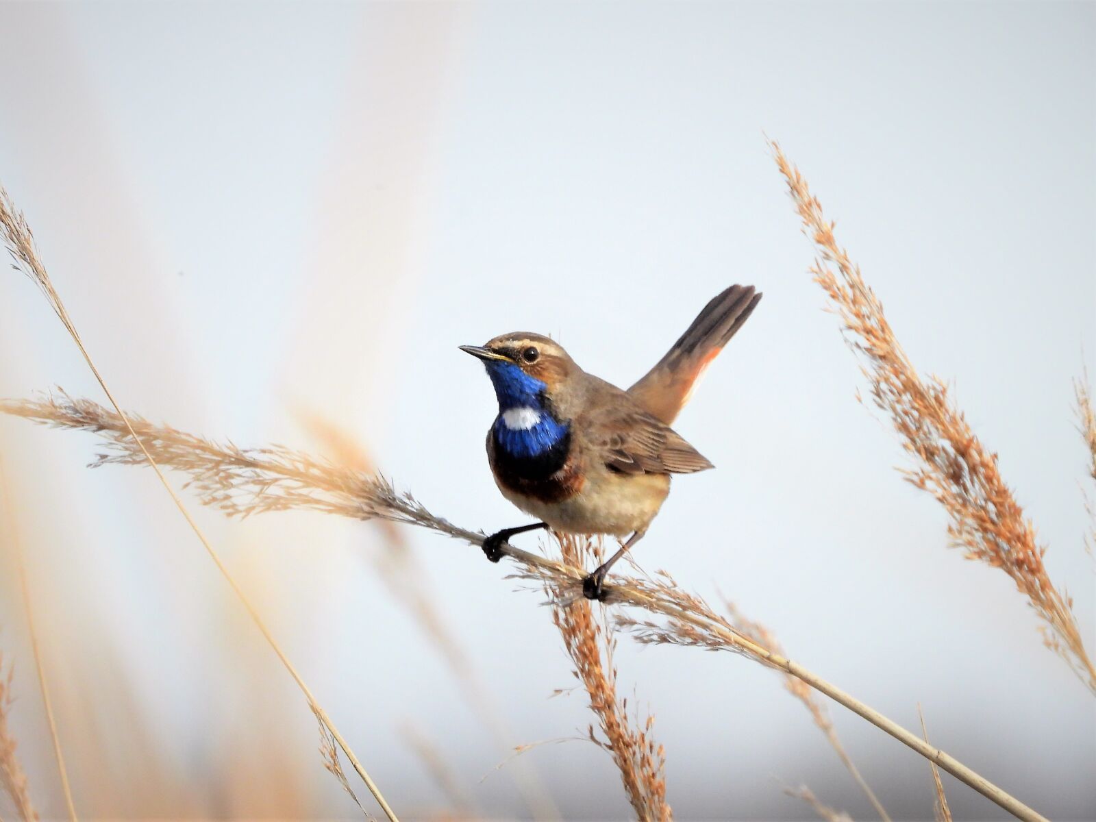 Nikon Coolpix P1000 sample photo. Bluethroat, songbird, summer guest photography