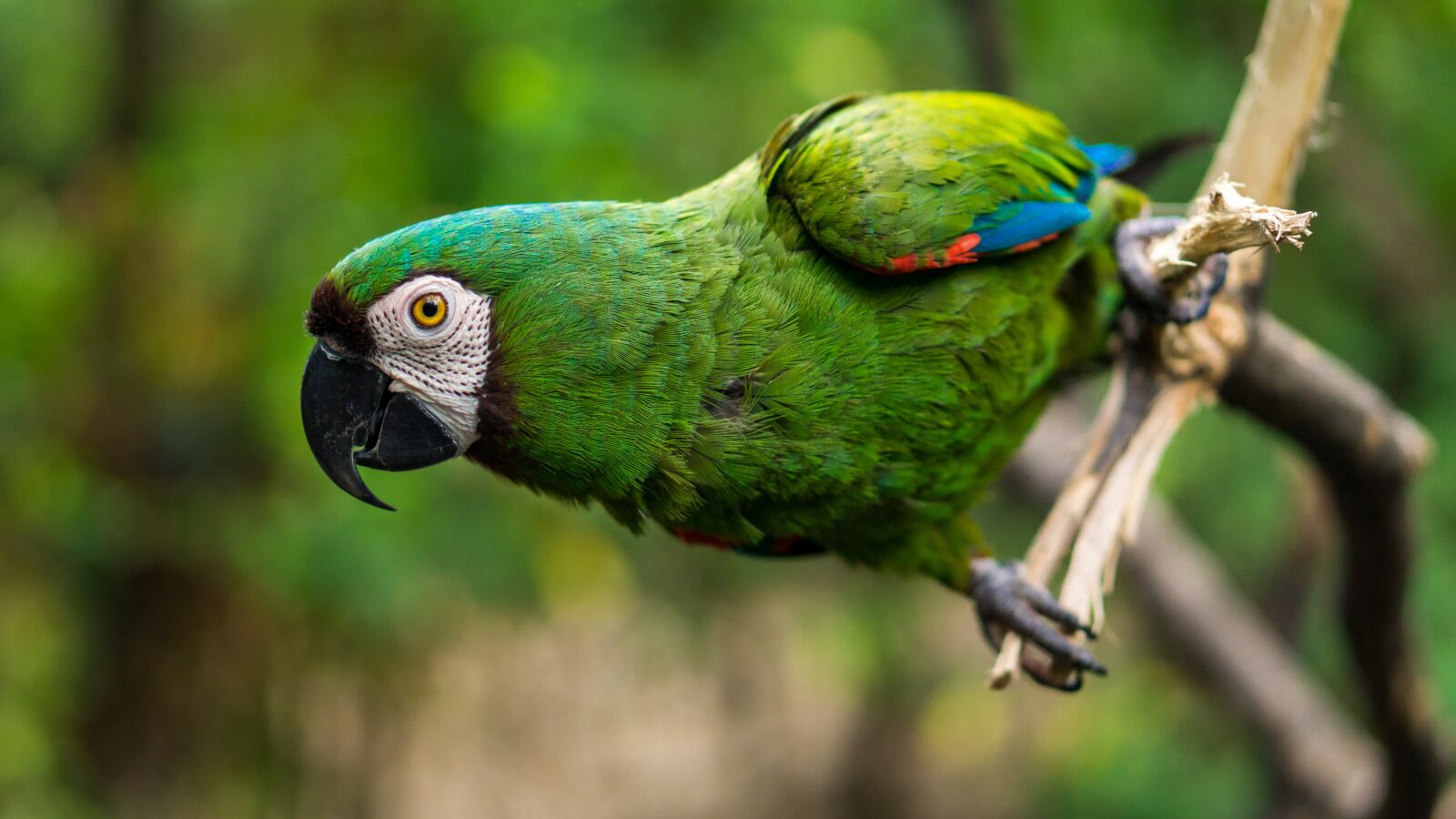 E 50mm F1.8 OSS sample photo. Guacamaya, animal, grass photography