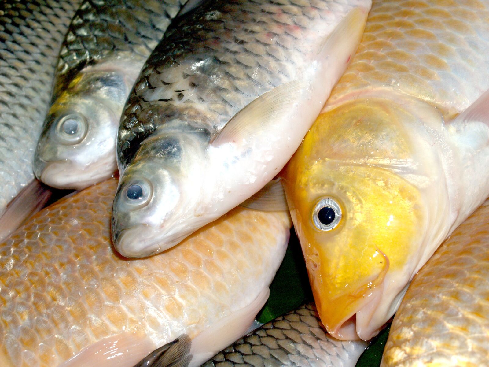 Olympus E-300 (EVOLT E-300) sample photo. Fish, carp, meal photography