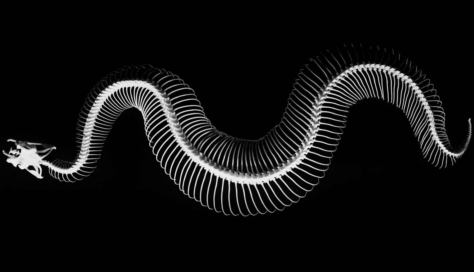Apple iPhone 6s sample photo. Skeleton, snake, bones photography