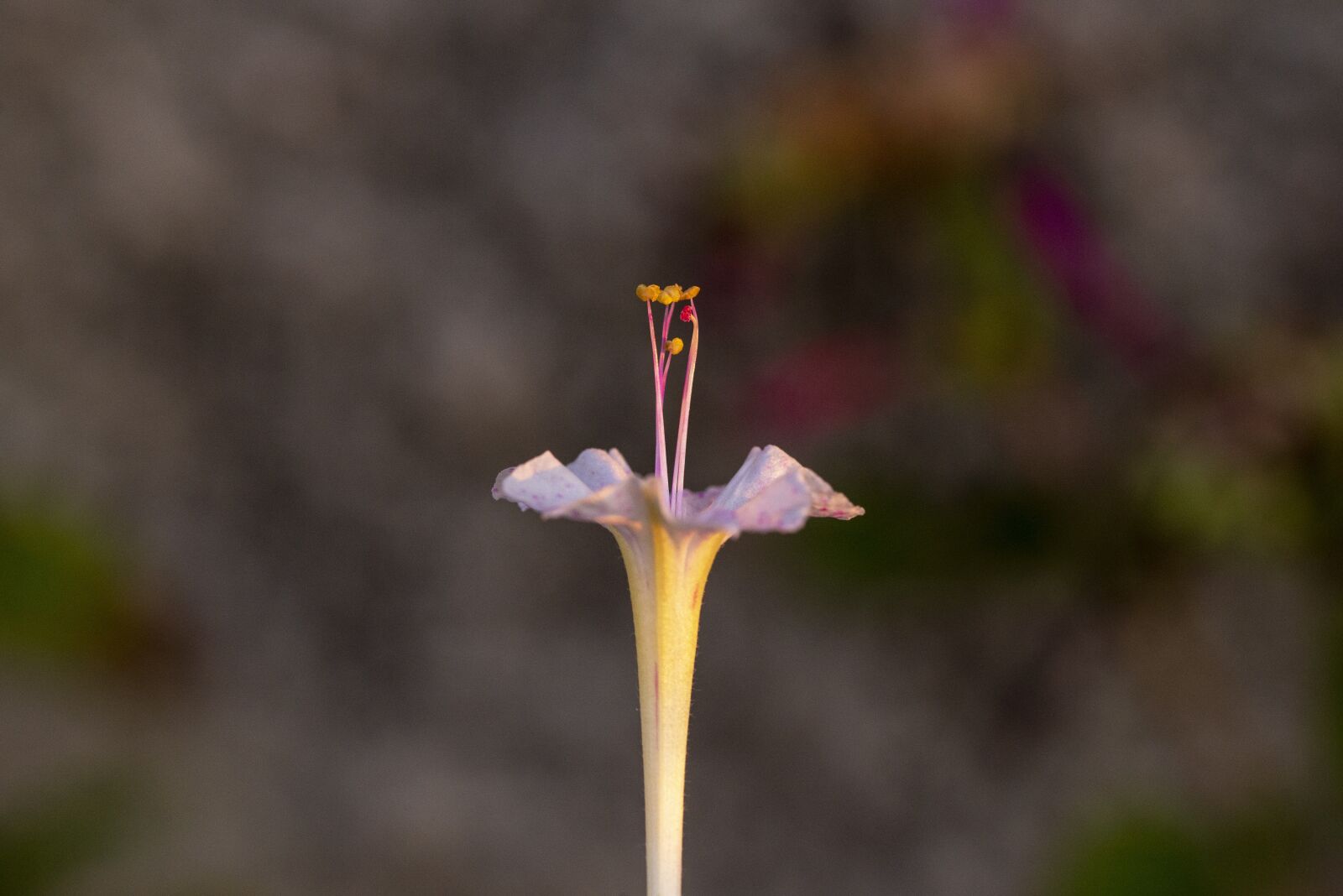 Nikon D600 sample photo. Flower, nature, plant photography