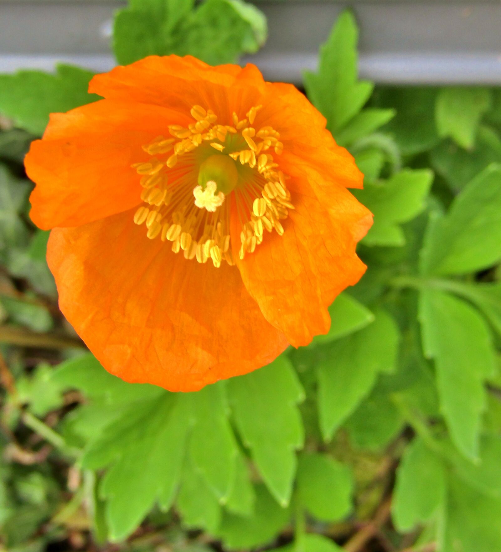 Canon POWERSHOT SX432 IS sample photo. Translucent poppy, meconopsis cambrica photography