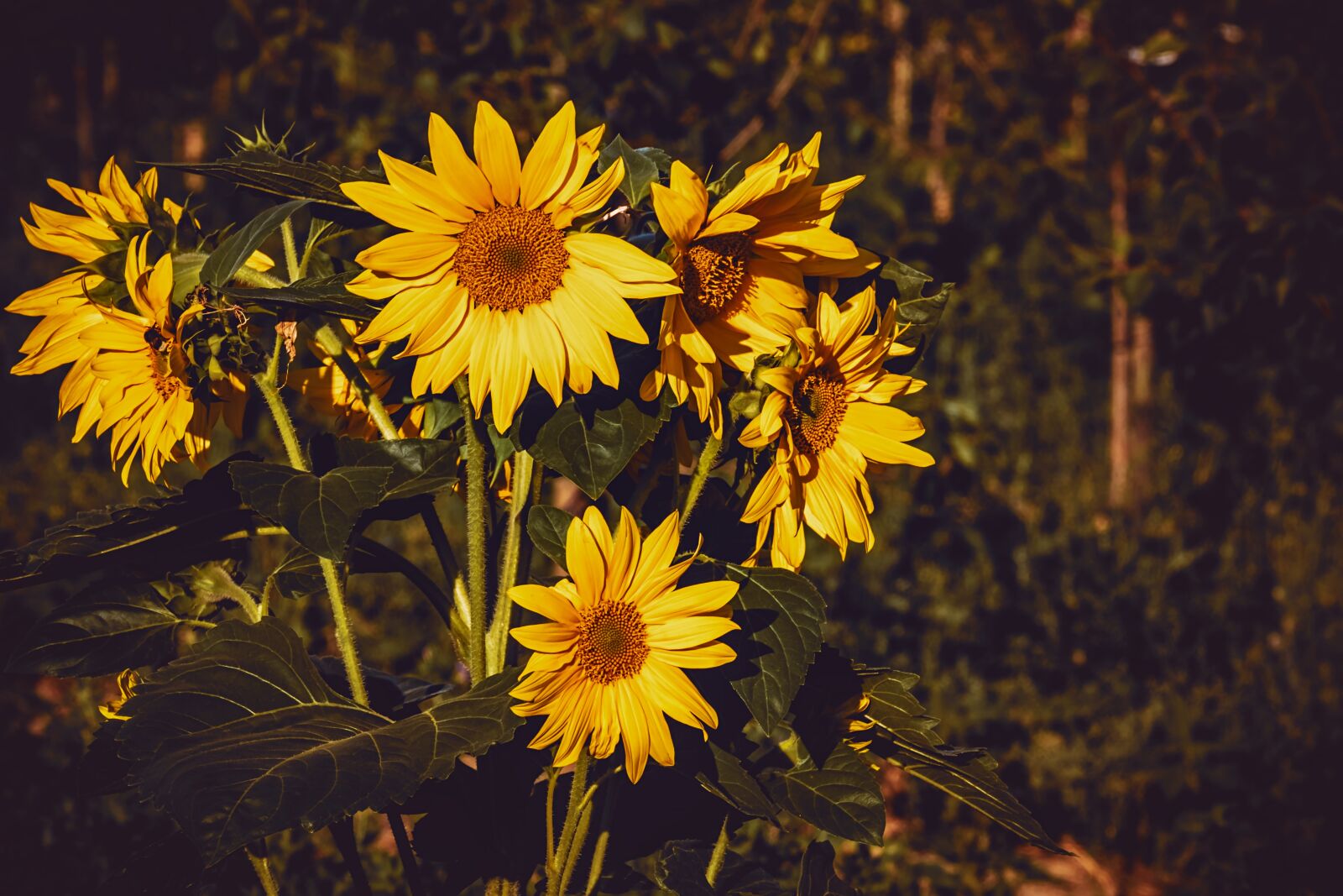 Fujifilm XF 55-200mm F3.5-4.8 R LM OIS sample photo. Sunflower, nature, flora photography