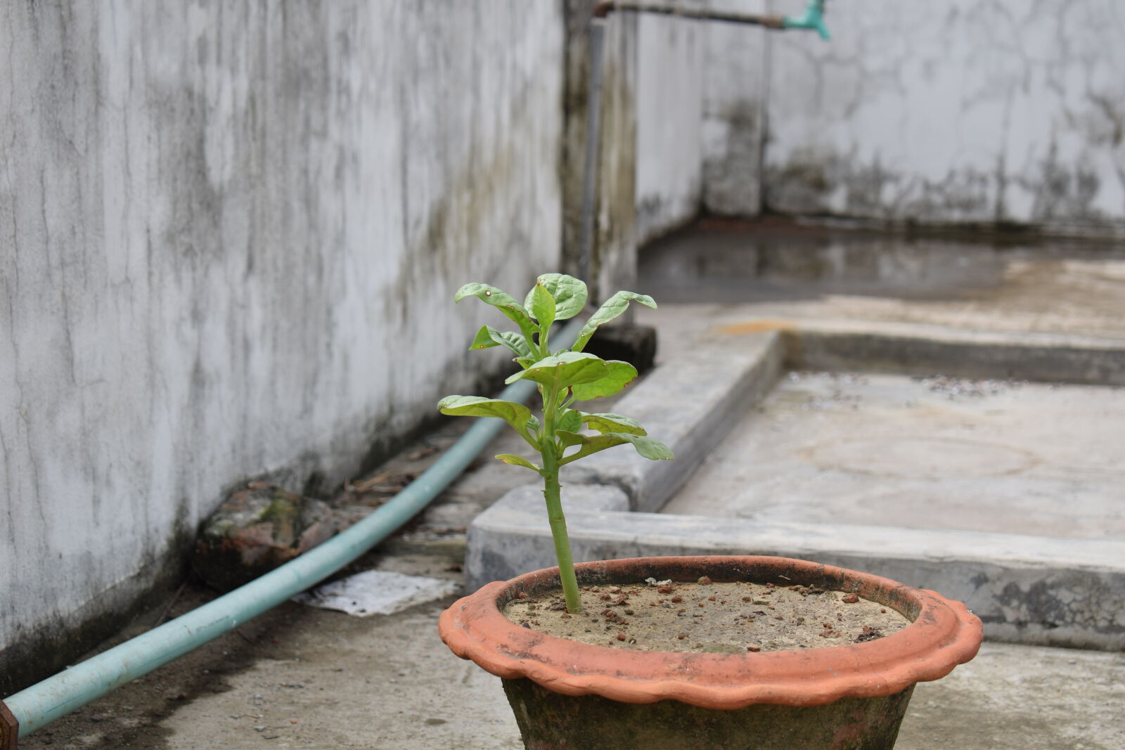 Nikon D3300 + Nikon AF-P DX Nikkor 18-55mm F3.5-5.6G sample photo. Green, leaf, tree photography