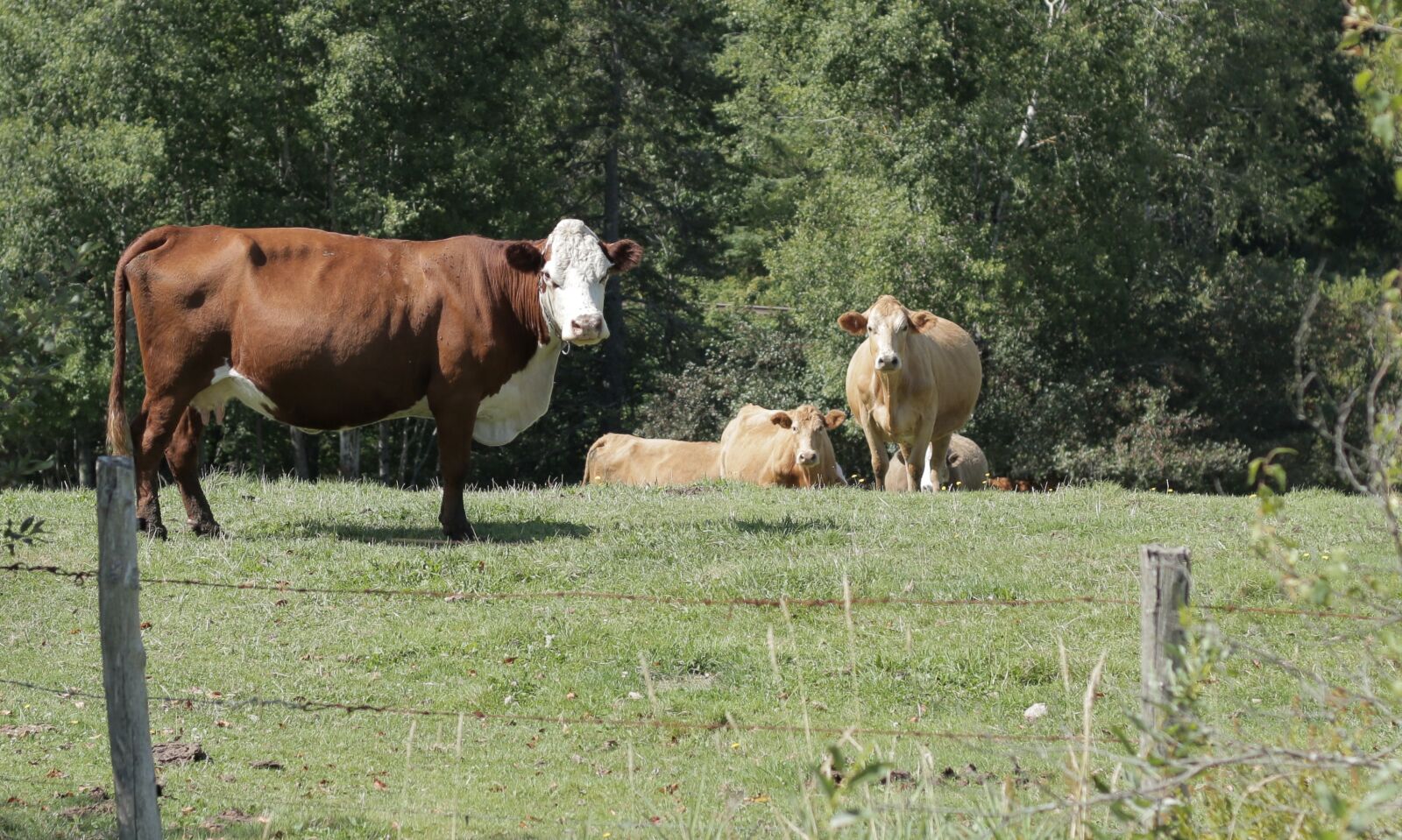 Canon EOS 70D sample photo. Cows, cow, cattle photography
