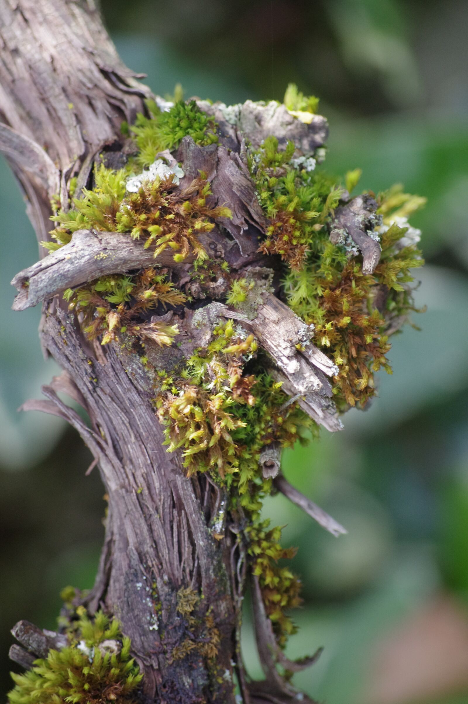 Pentax K-r sample photo. Tree, nature, wood photography