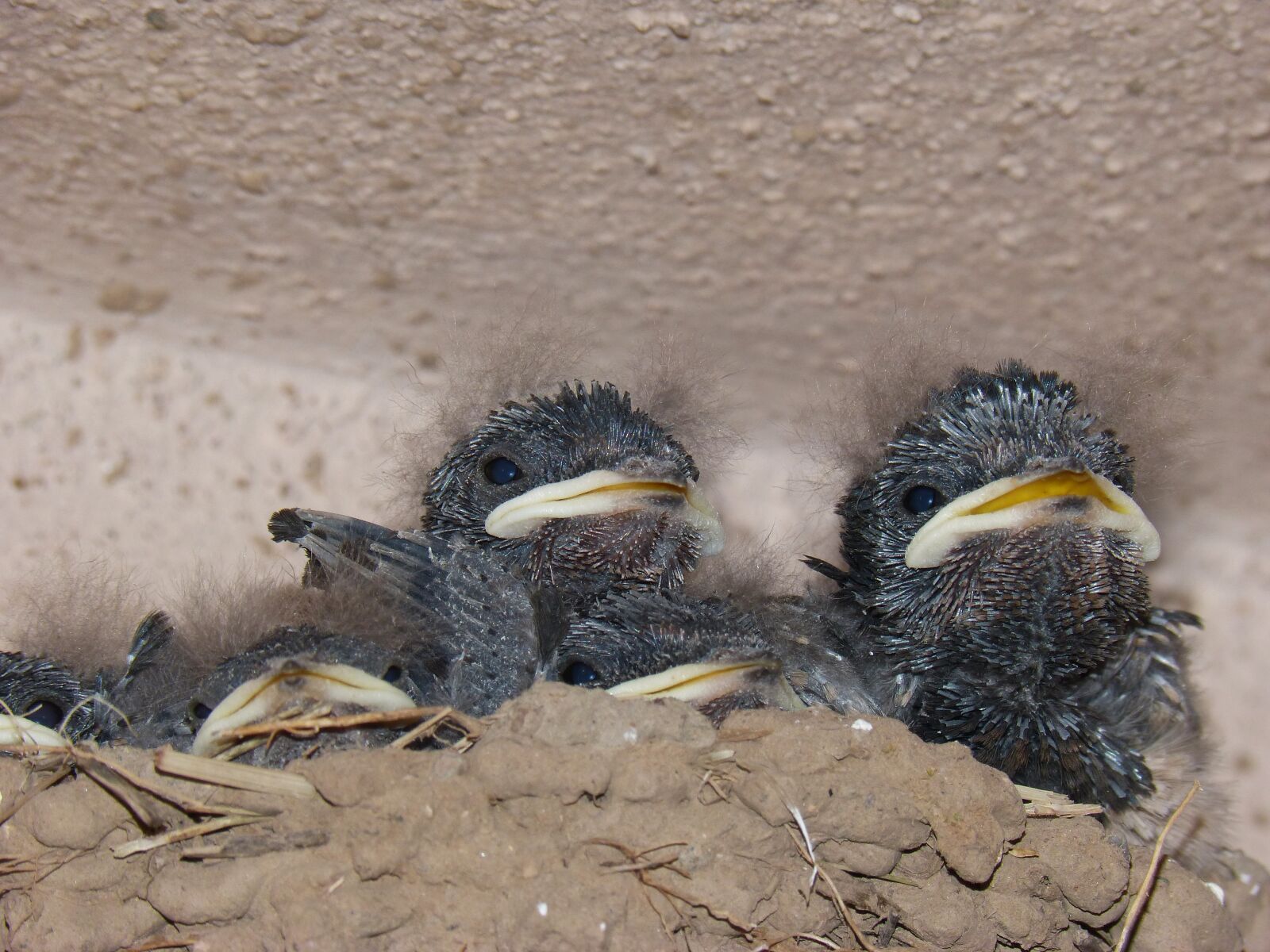 Panasonic DMC-FZ62 sample photo. Chicks, birds, nest photography
