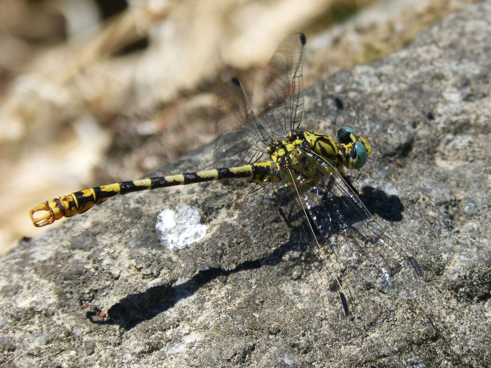 Panasonic DMC-FZ62 sample photo. Cordulegaster sp, dragonfly, dragonfly photography