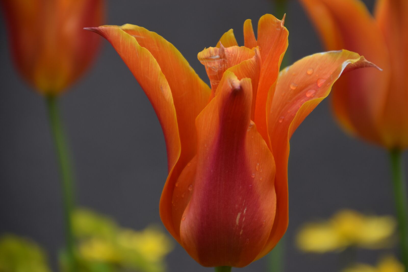 Nikon D5300 sample photo. Flower, lake, fields photography