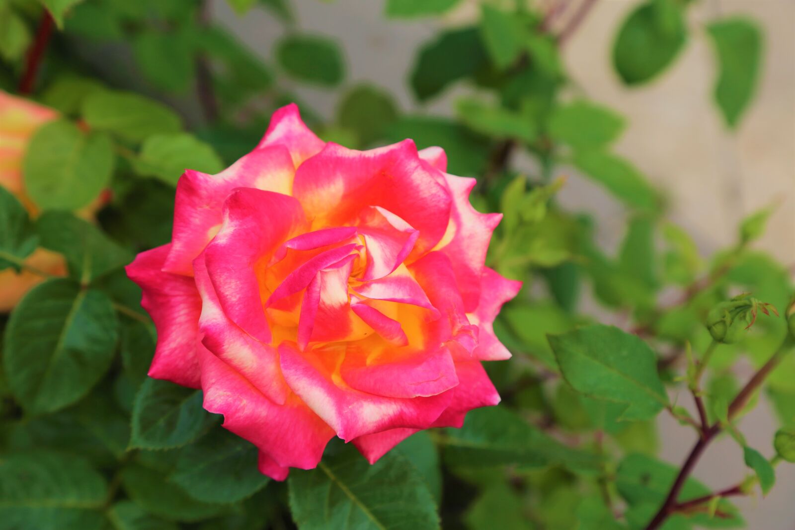Canon EF 24-105mm F4L IS USM sample photo. Rose, the rose garden photography