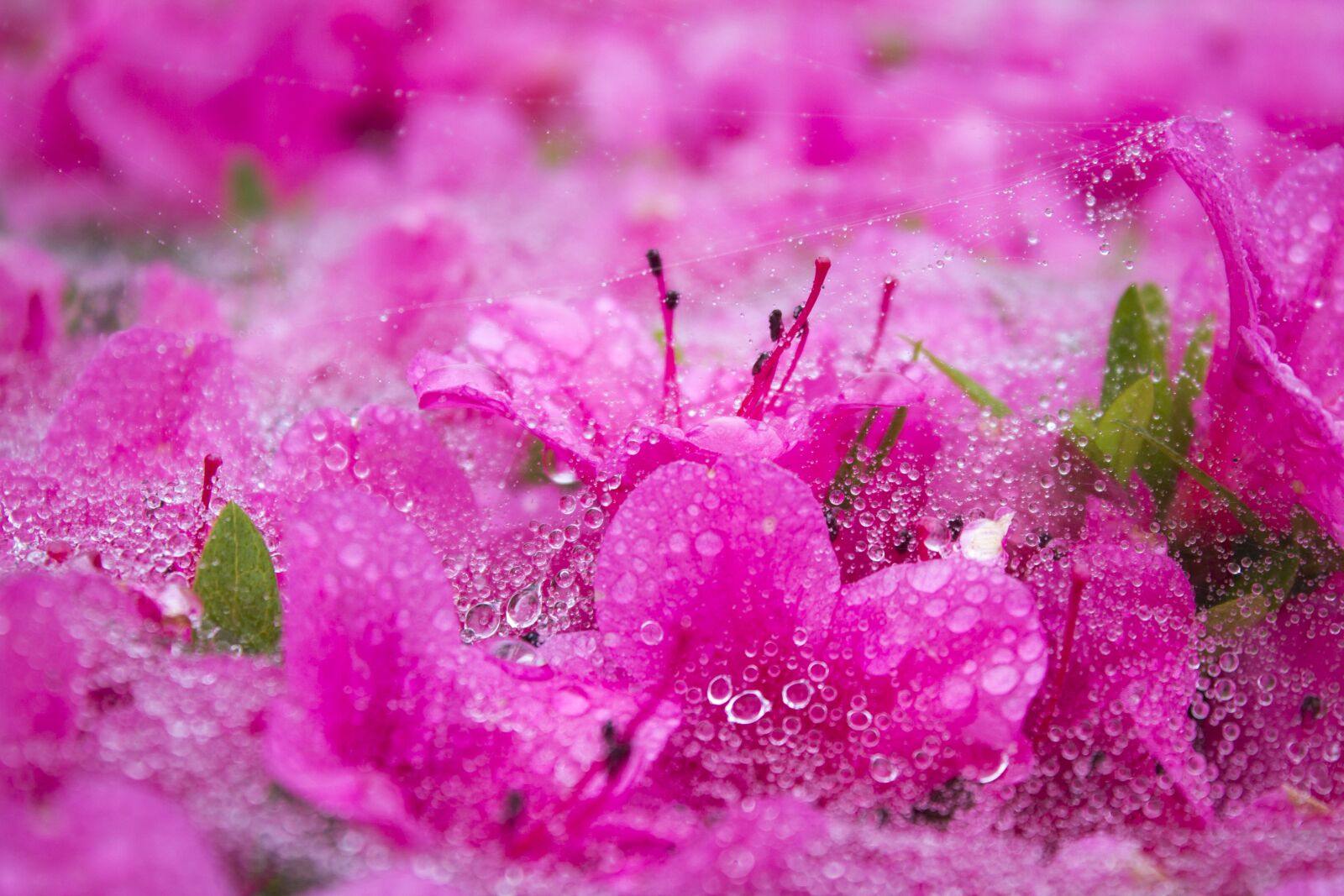 Canon EOS 1100D (EOS Rebel T3 / EOS Kiss X50) sample photo. Pink, wet, drops photography