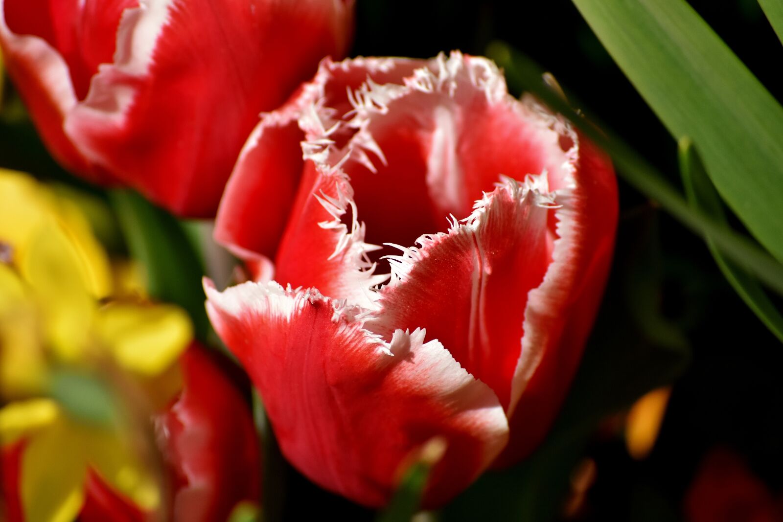 Nikon D7200 sample photo. Tulips, flowers, colorful photography