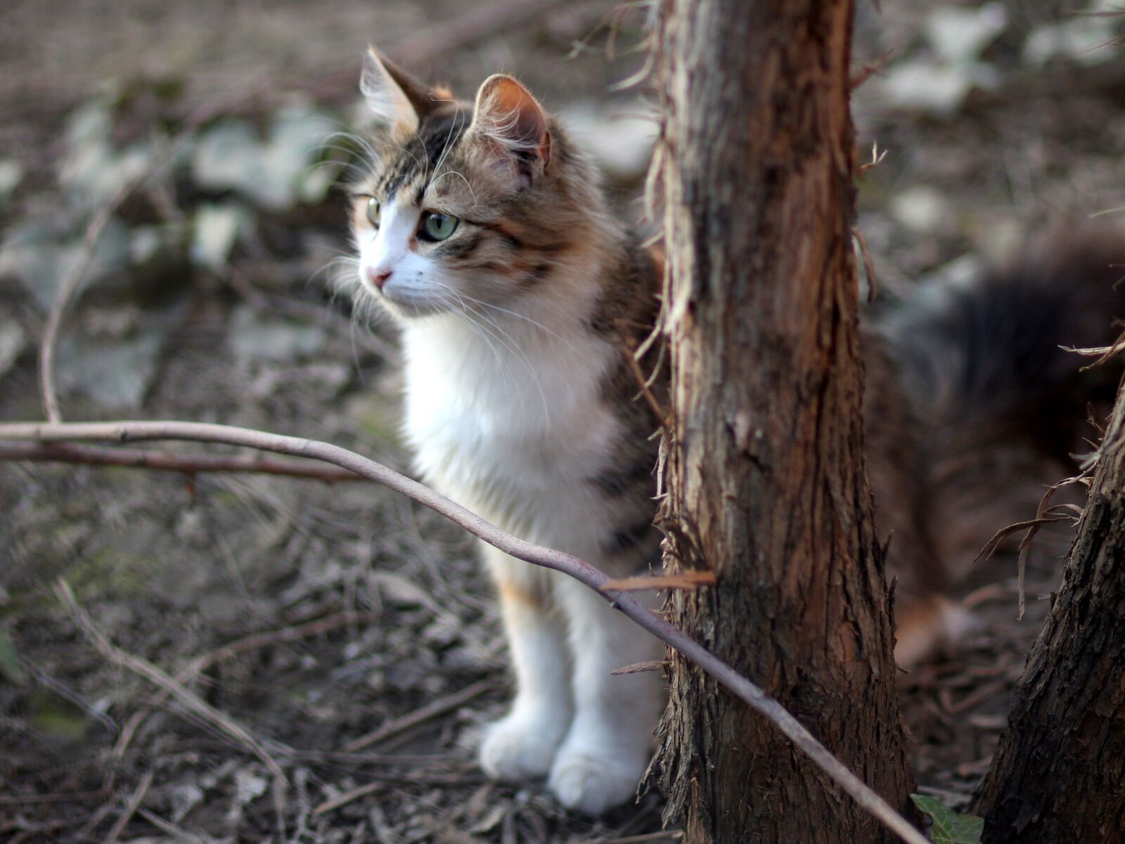 Canon EOS 700D (EOS Rebel T5i / EOS Kiss X7i) + Canon EF 85mm F1.8 USM sample photo. Cat, coloring, pet photography