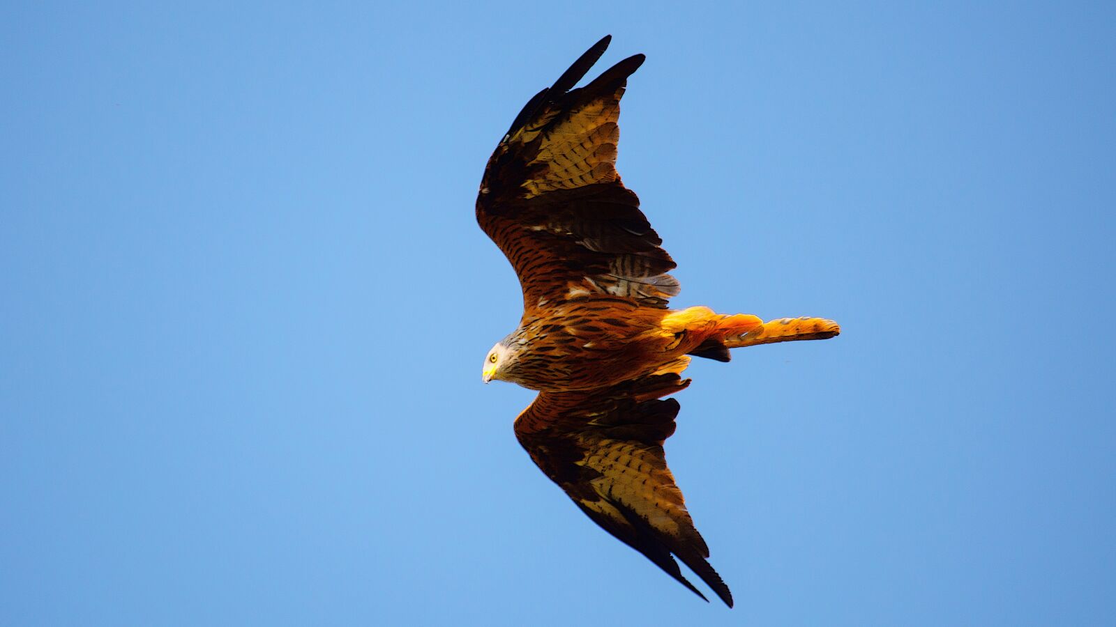 Nikon D7200 sample photo. Red kite, bird, avian photography