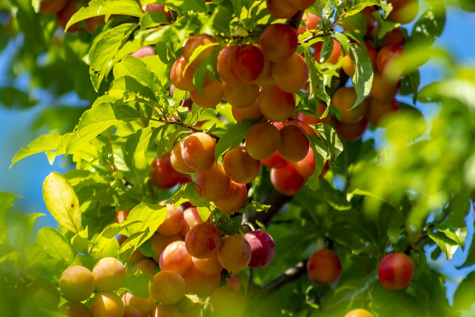 Canon EF75-300mm f/4-5.6 sample photo. Plum, fruit, plum tree photography