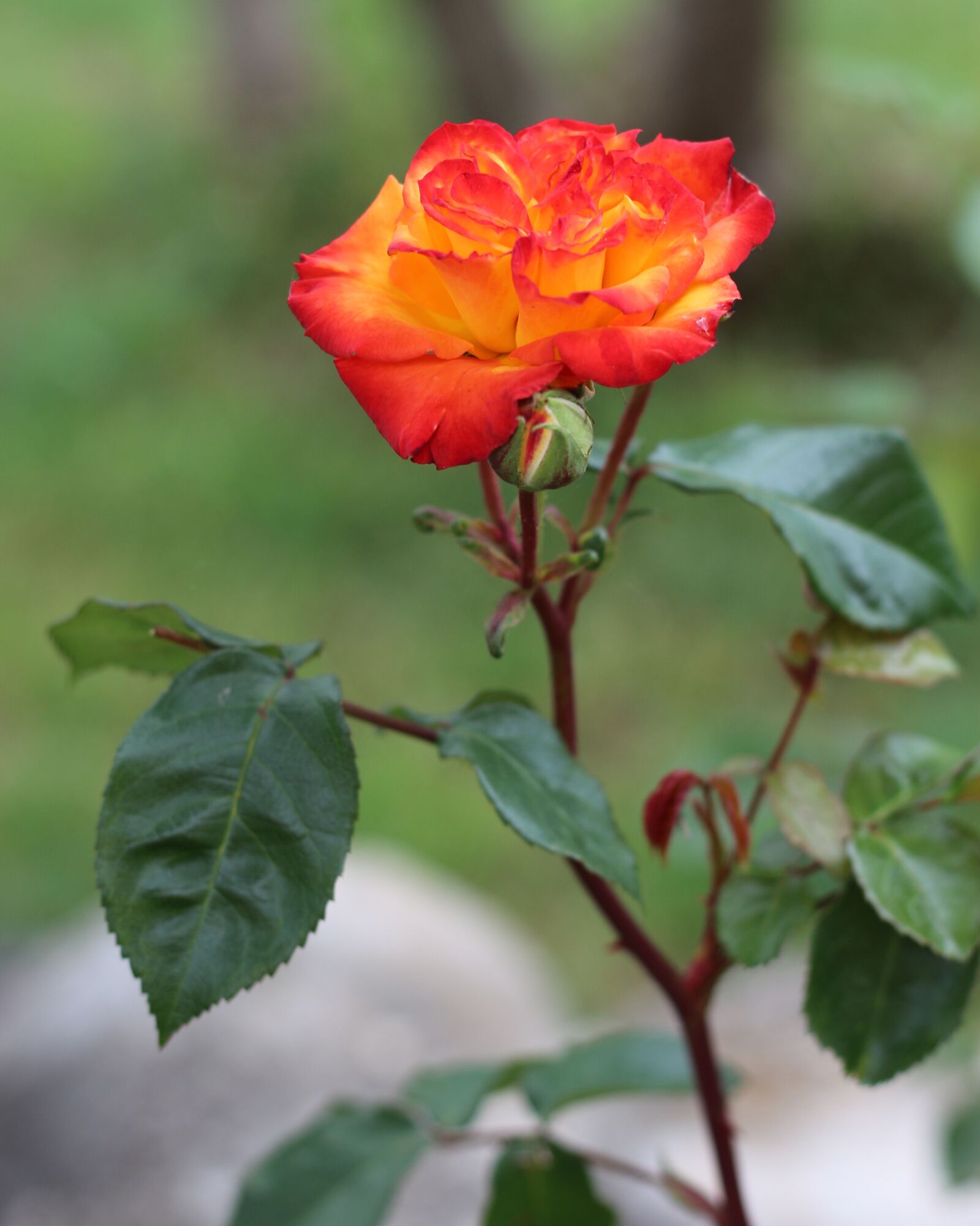 Canon EOS 700D (EOS Rebel T5i / EOS Kiss X7i) sample photo. Bright, orange, yellow photography