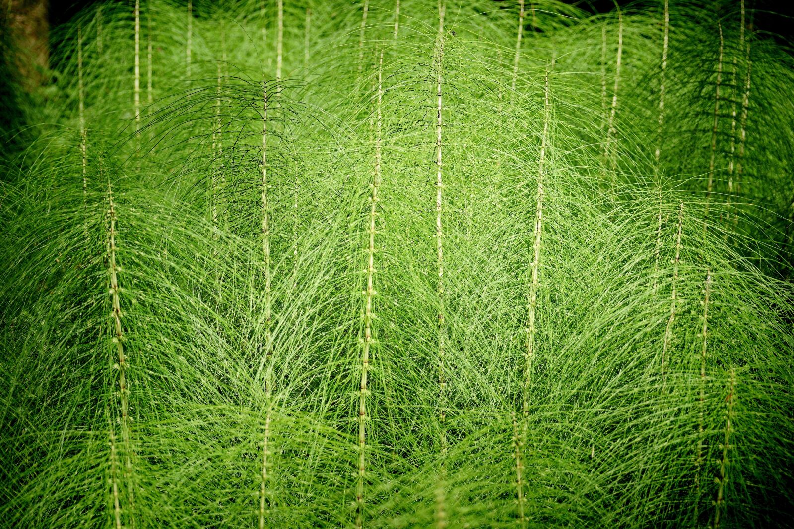 Sony DT 55-300mm F4.5-5.6 SAM sample photo. Horsetail, equisetum, giant horsetail photography