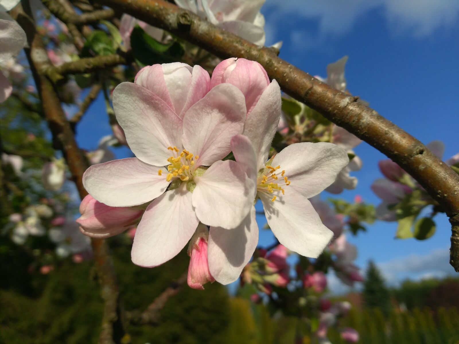 HUAWEI P9 LITE MINI sample photo. Apple flower, spring, garden photography