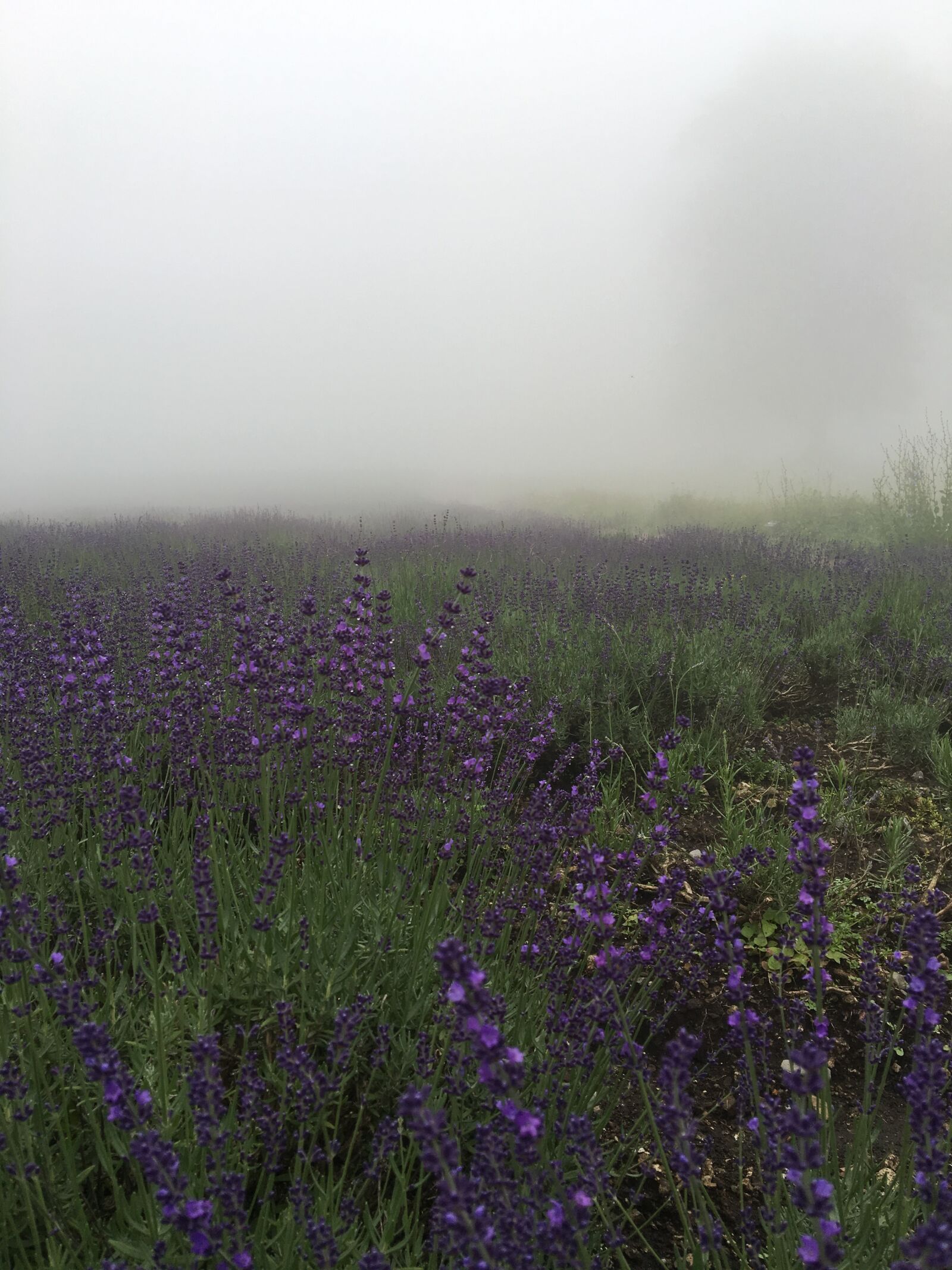Apple iPhone 6s sample photo. Lavender, lavender field, fog photography