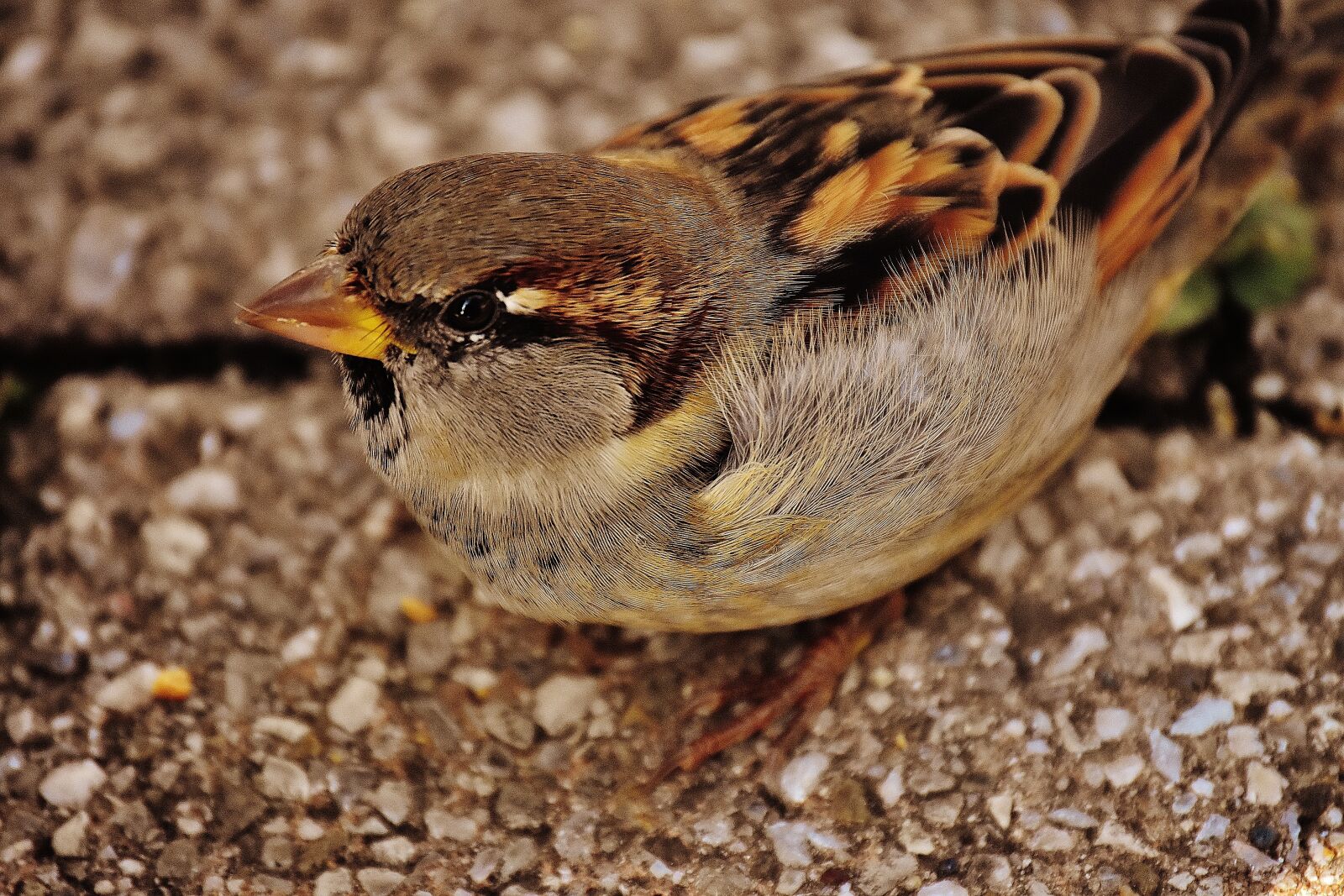 Nikon D7200 sample photo. Sparrow, bird, small photography