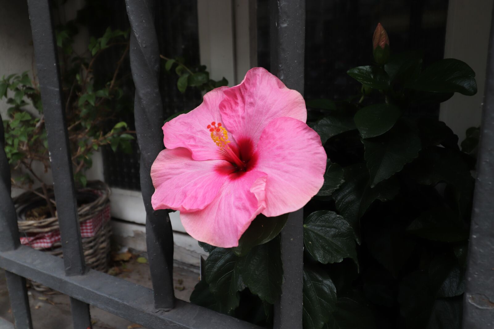 Canon EOS 800D (EOS Rebel T7i / EOS Kiss X9i) + Canon EF-S 10-18mm F4.5–5.6 IS STM sample photo. Hibiscus, flowers, plants photography