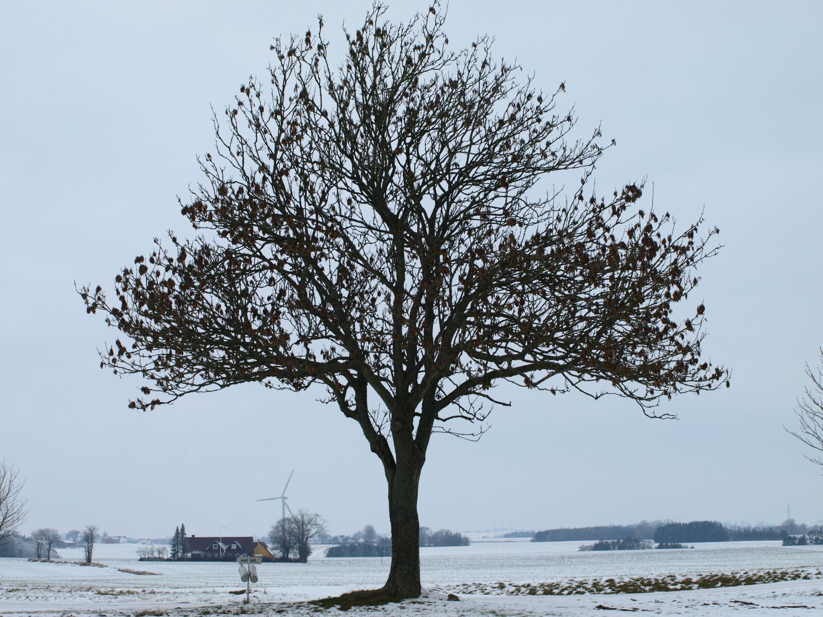 Olympus E-410 (EVOLT E-410) sample photo. Big tree, tree, winter photography